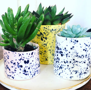 Porcelain Splatter Pot with Succulent